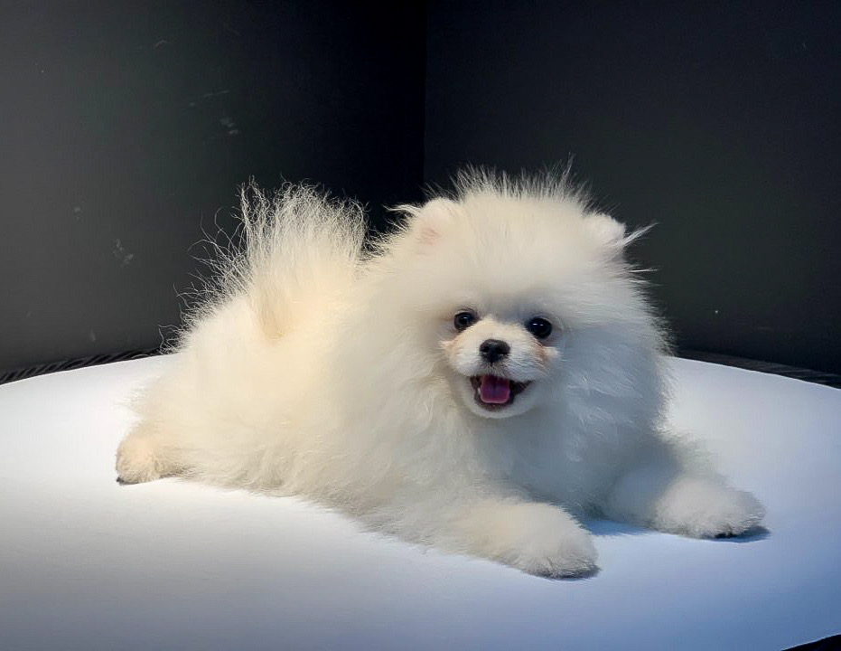 My dog