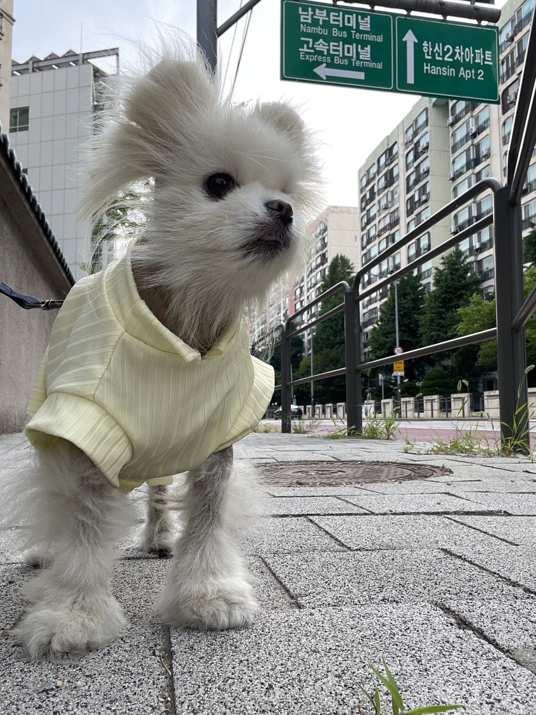 My dog