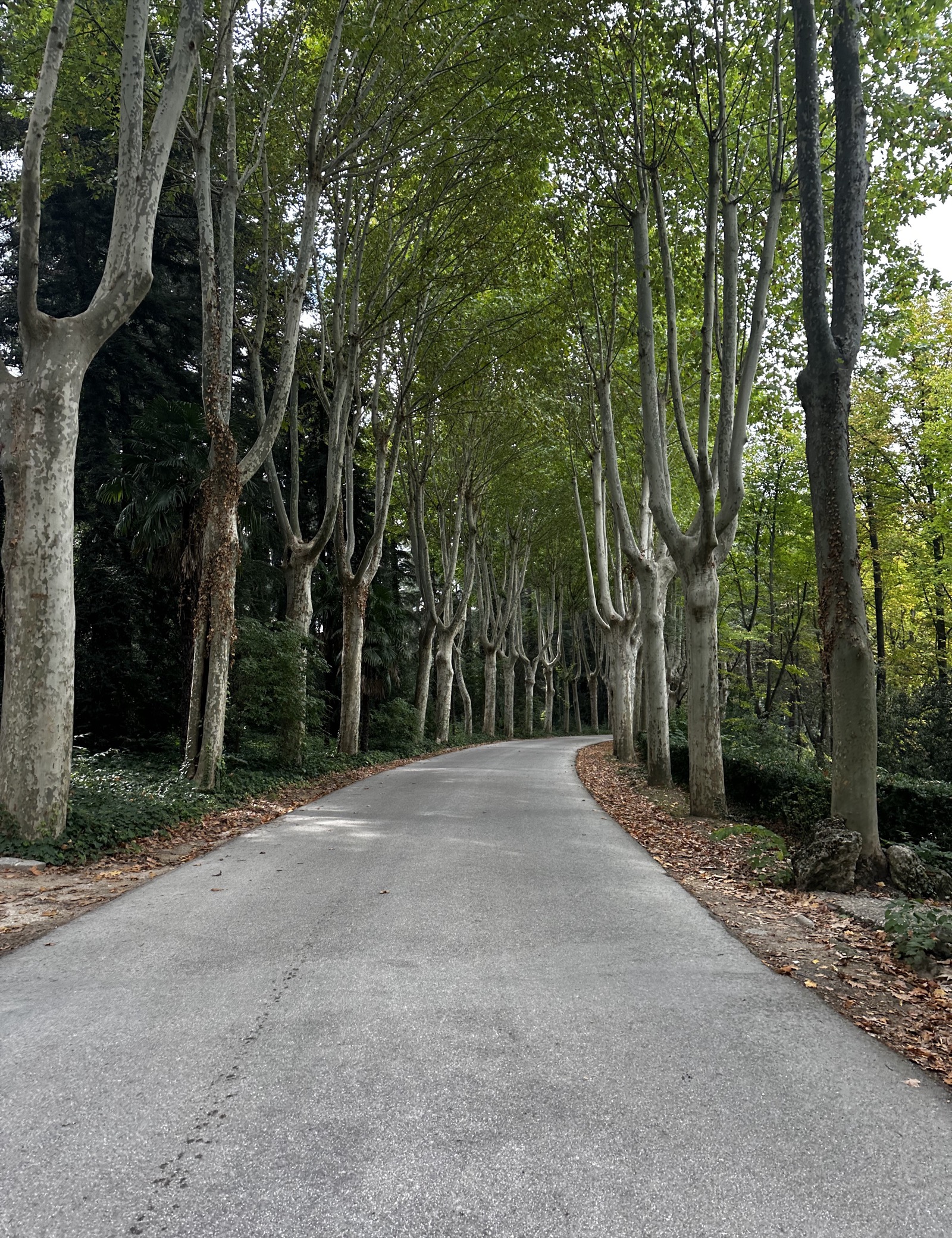 A picture Joyce took of the trees in Bosque Del Recuerdo in Madrid, Spain